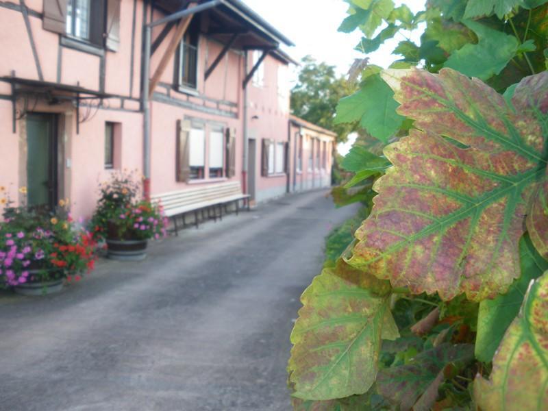 Holiday home & On The Route Des Vins Bergheim