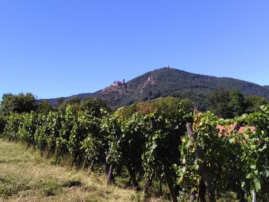& On The Route Des Vins Bergheim